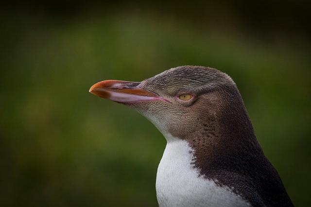 063 Moeraki, Katiki Point, Geeloogpinguin.jpg